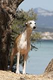 WHIPPET 049